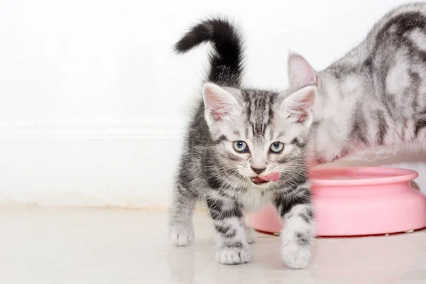 Αμερικανός στενογραφία γατάκι γάτα τρώει τα τρόφιμα — Φωτογραφία Αρχείου