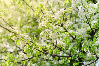 Kiraz çiçek açması ağaçlar bahar 