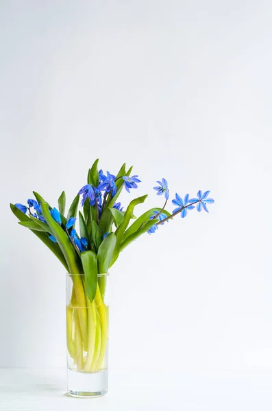 Bunch of tender squill (scilla, galanthus) blue flowers in a little shot glass on white background — Stock Photo, Image