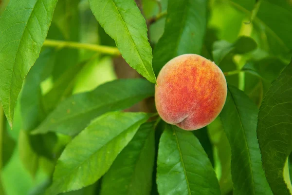 El jugo maduro el melocotón en el árbol, el crecimiento dulce de las frutas veraniegas — Foto de Stock