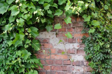 Üzüm asması Ivy bir tuğla duvar arka plan üzerinde 