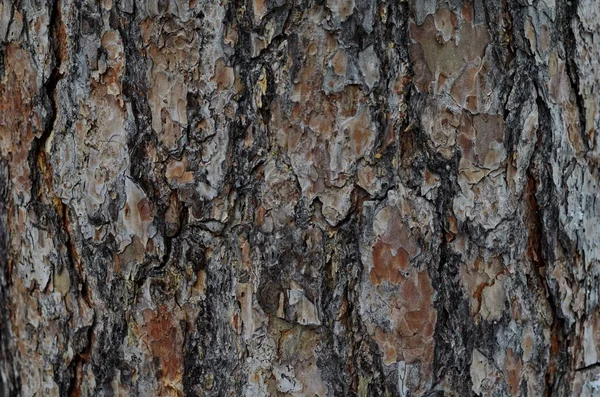 古い木テクスチャの幹の樹皮します — ストック写真