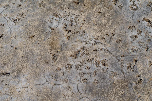 Superfície Solo Salino Seco Colorido Com Manchas Sal Rachaduras Pretas — Fotografia de Stock