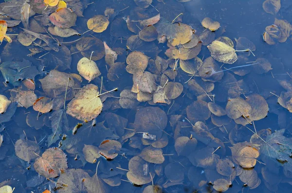 Gelbe Und Orangefarbene Blätter Der Herbstpfütze Reflektieren Himmel Und Wolken — Stockfoto