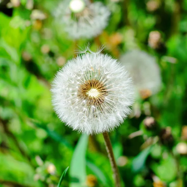 Green meadow of beautiful spring dandelions — Stock Photo, Image