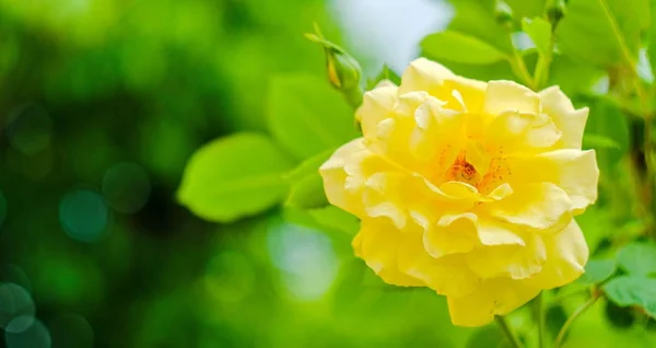 Pembe Gül Çiçeği, beyaz arka planda izole ve sığ bir tarla derinliğinde ve gül çiçeğinin merkezine odaklanmış. — Stok fotoğraf
