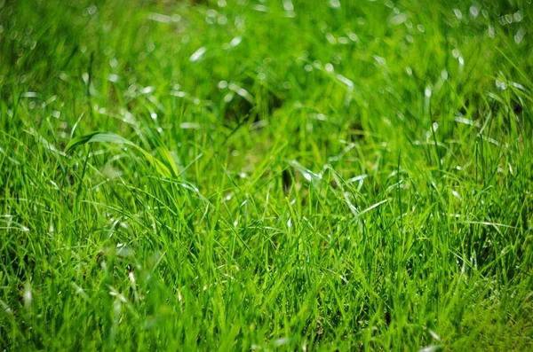 Achtergrond van groene zomer gras, selectieve aandacht en bokeh — Stockfoto