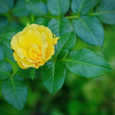 Güzel yaz sarı bahçede yeşil arka plan üzerinde yükseldi.