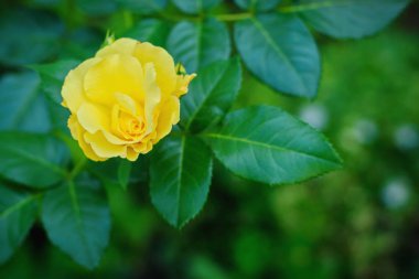 Güzel yaz sarı bahçede yeşil arka plan üzerinde yükseldi.