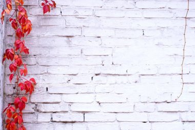 Tuğla duvar doku ve kırmızı sarmaşık sarmaşık üzüm beyaz boyalı