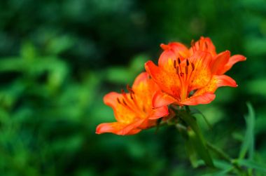 İzole Tiger Lily çiçek