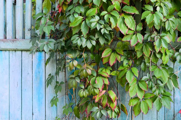 Grön murgröna (creeper) på en blå målade trästaket, lantliga rustika scen — Stockfoto