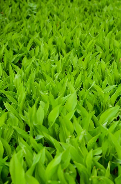 Background of may lily green leaves — Stock Photo, Image