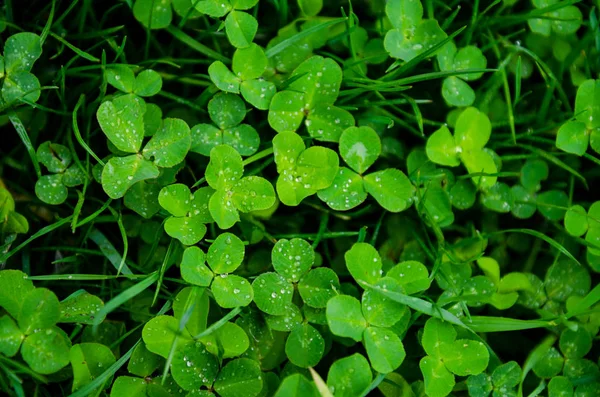 Sullo sfondo del prato di trifoglio verde, simbolo di fortuna e Irlanda — Foto Stock