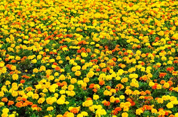 夏の花、鮮やかなマリーゴールドの花、選択と集中、フィールドの浅い深さの草原の背景 — ストック写真