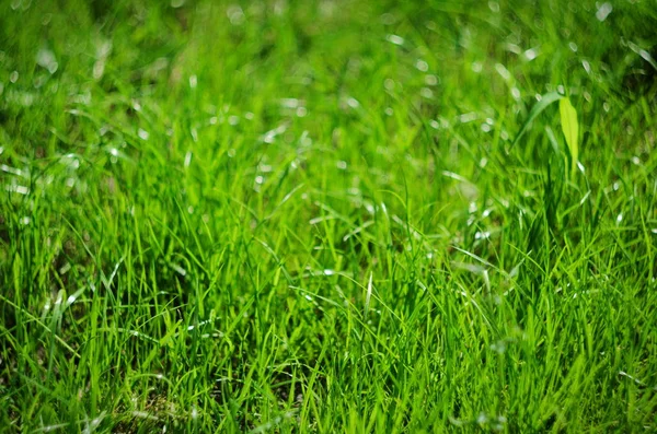 Achtergrond van groene zomer gras, selectieve aandacht en bokeh — Stockfoto