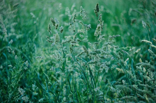Pozadí zelené letní trávy, selektivní fokus a bokeh — Stock fotografie