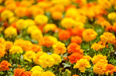 Yaz çiçek, çayır canlı kadife çiçeği çiçek, seçici odak, sığ alan derinliği arka plan