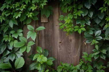 Eski bir ahşap çit, kopya alanı için pencere üzerinde büyüyen yeşil sarmaşık sarmaşık bitki