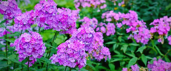 Çiçek Bahçe mor phlox (Phlox paniculata), canlı yaz