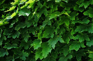 Yeşil arka planını taze yaz akçaağaç yaprakları