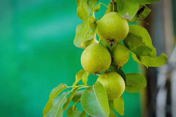 Las peras frescas y jugosas sobre las ramas verdes en la cosecha veraniega del jardín. Fondo de fruta . — Foto de Stock