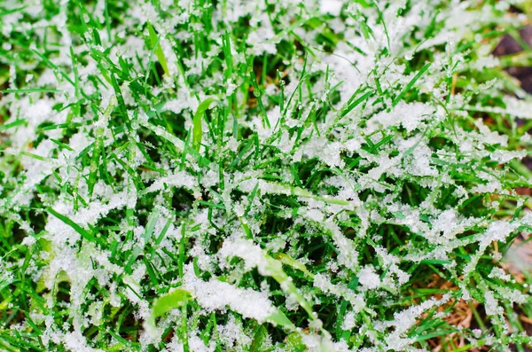 Hierba verde fresca cubierta de nieve durante el ciclón frío anormal en abril —  Fotos de Stock