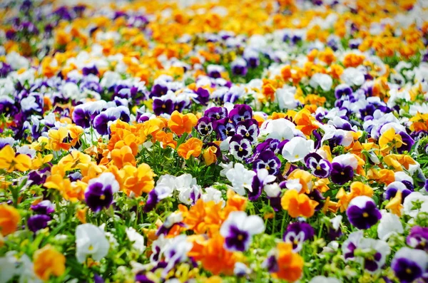 Fond de fleurs d'été, prairie de pansies vives (violons), mise au point sélective, faible profondeur de champ — Photo