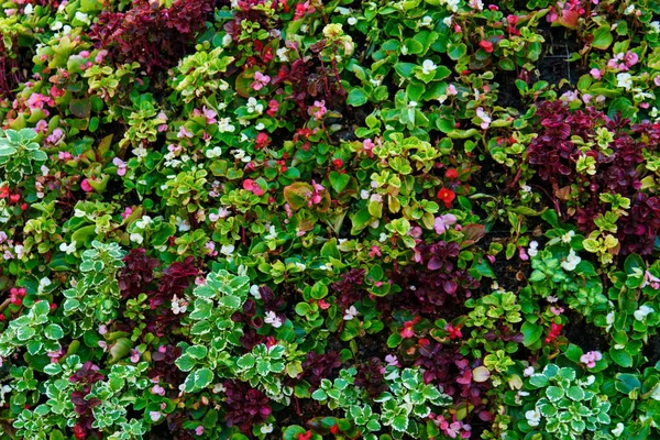 Begonia çiçek flowerbed arka plan doğal doku closeup
