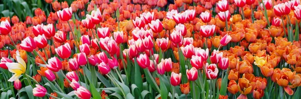 Champ de tendres belles tulipes printanières, fond romantique floral — Photo