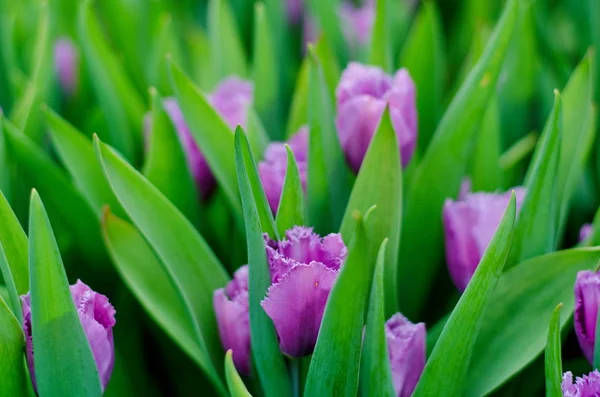 Champ de tendres belles tulipes printanières, fond romantique floral — Photo