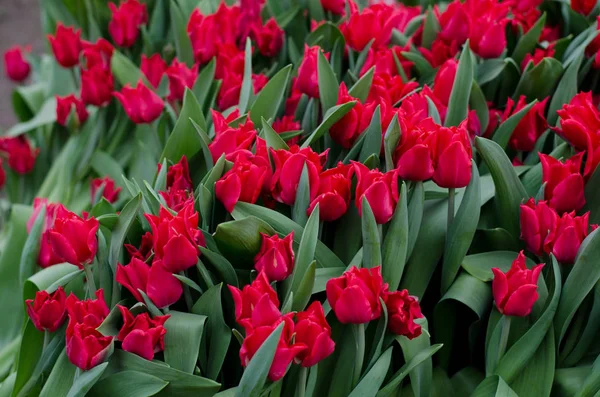 Field of tender beautiful spring tulips, floral romantic background — Stock Photo, Image