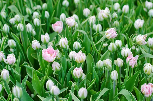 Field of tender beautiful spring tulips, floral romantic background — Stock Photo, Image