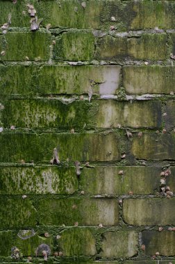 Arka plan yeşil yosun ve kir ile kaplı bir vintage tuğla duvar