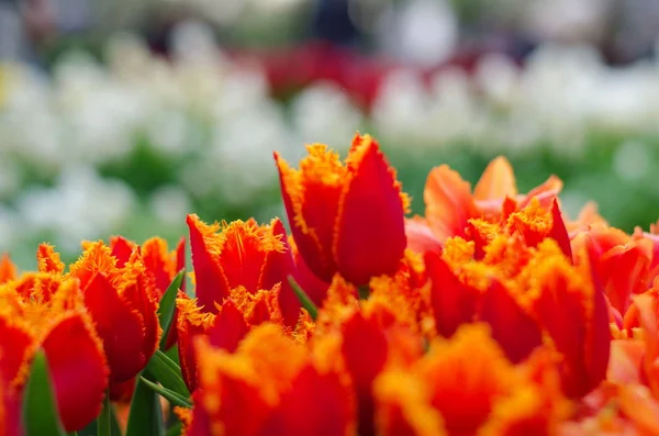 Campo de concurso belas tulipas primavera, floral fundo romântico — Fotografia de Stock