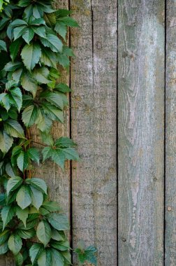 Yeşil asması eski püskü boyalı ahşap Komiteler arka plan üzerinde bırakır. 