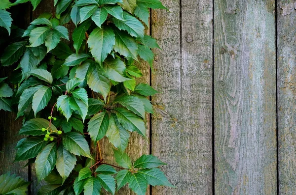 Green Leaves Virginia Creeper Background Shabby Painted Wooden Boards — Stock Photo, Image