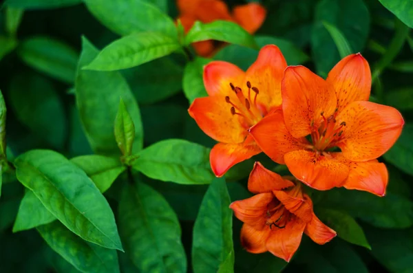 Tiger Lily bloem geïsoleerd — Stockfoto