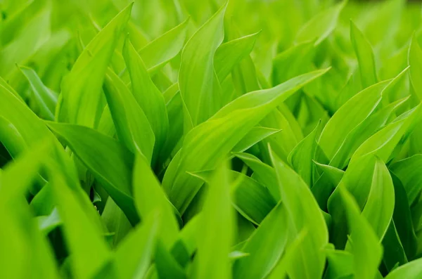 Pozadí z května lily zelené listy — Stock fotografie