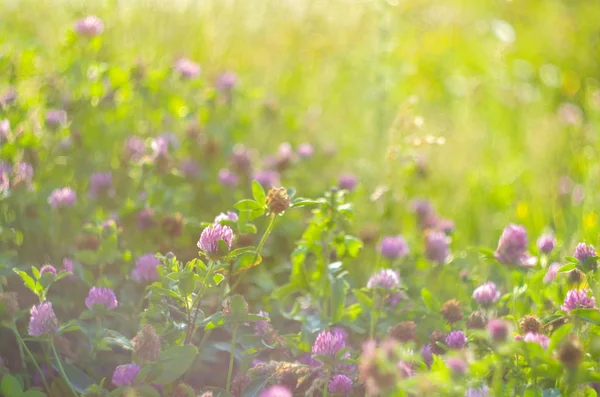 A virágok gyönyörű lóhere szerencsét, szelektív összpontosít és sekély mélység-ból mező rét — Stock Fotó