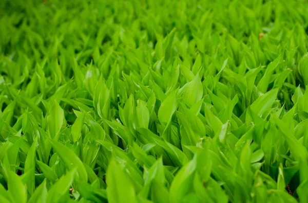 Háttér május lily zöld levelek — Stock Fotó