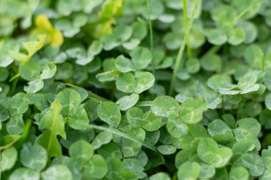 Yağmur suyu damlaları ile taze yeşil çimen