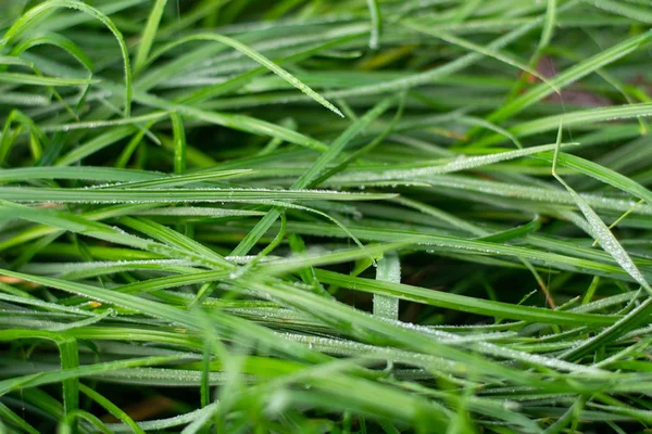 Hierba verde fresca con gotas de agua de lluvia —  Fotos de Stock