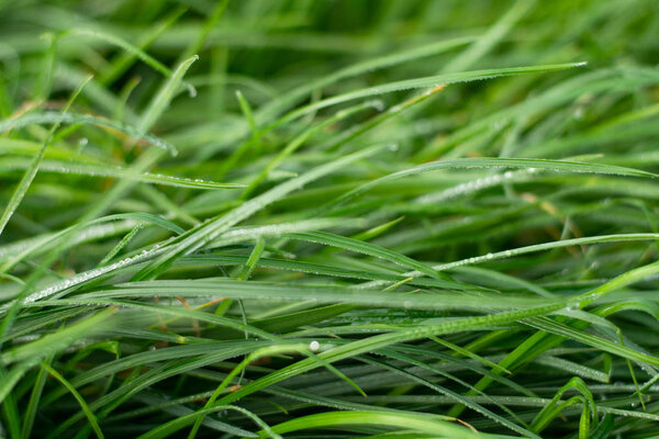 Fresh green grass with rain water drops
