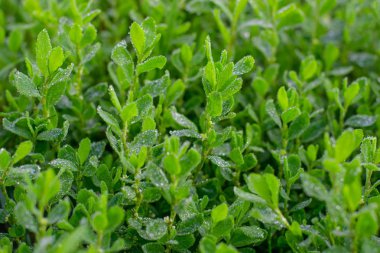 Yağmur suyu damlaları ile taze yeşil çimen