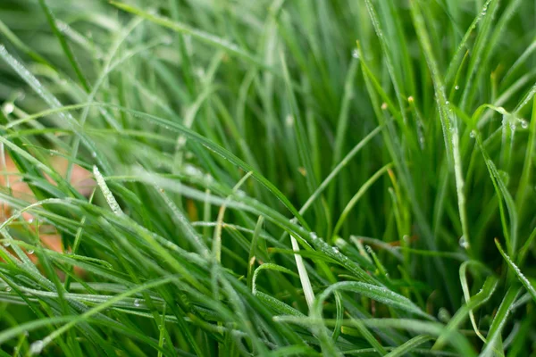 Fresh green grass with rain water drops — Stock Photo, Image