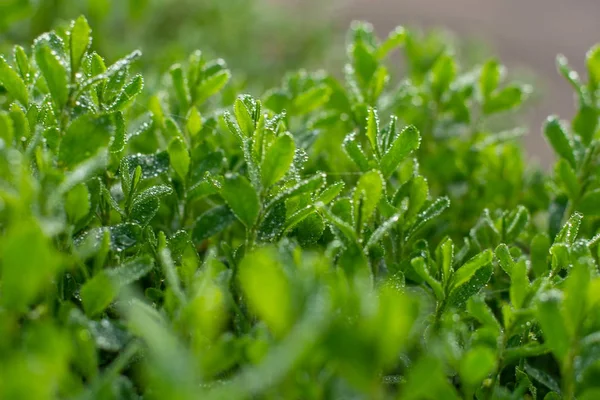Čerstvě zelená tráva s kapkami dešťové vody — Stock fotografie