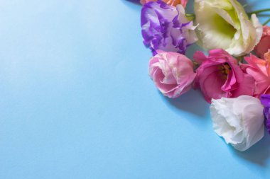 Mavi arka planda, yumuşak beyaz ve pembe Eustoma çiçekleri, düz yatıyordu.