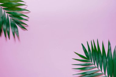 Pembe arka planda tropik palmiye yaprakları. düz yat