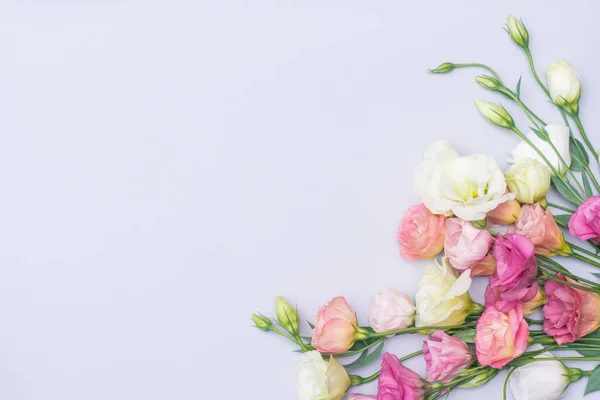 Tender flores eustoma branco e rosa sobre fundo cinza, flat lay — Fotografia de Stock